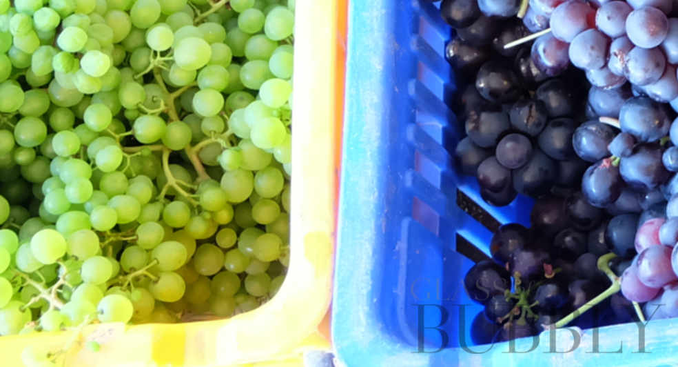 picked black white grapes halfpenny