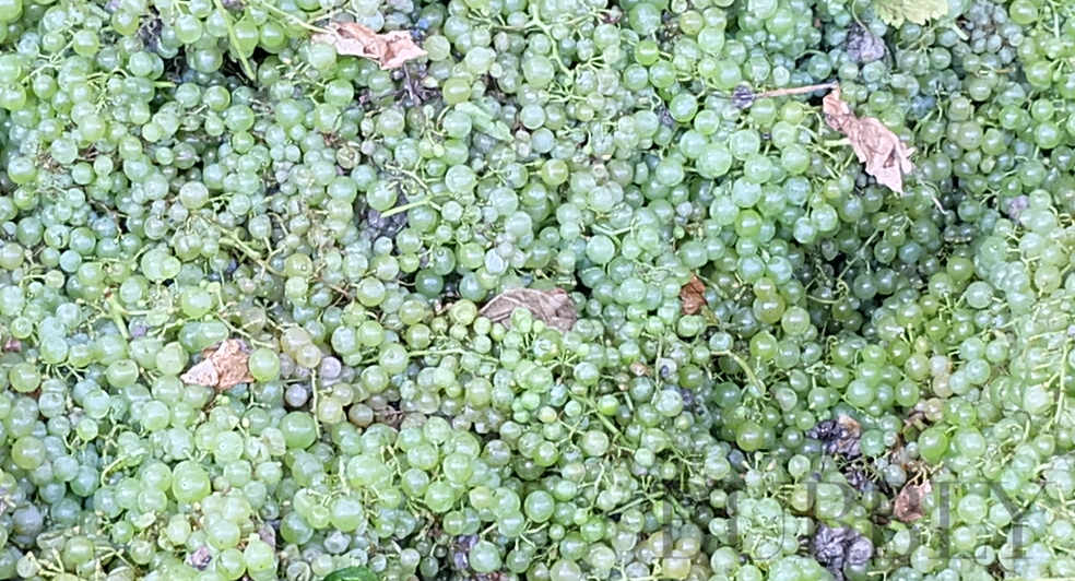 picked white grapes ready to crush prosecco doc