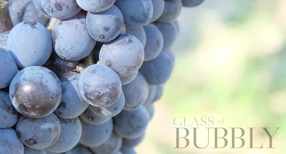 red black grapes close up georgia