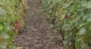 Does ‘Terroir’ matter for Champagne?