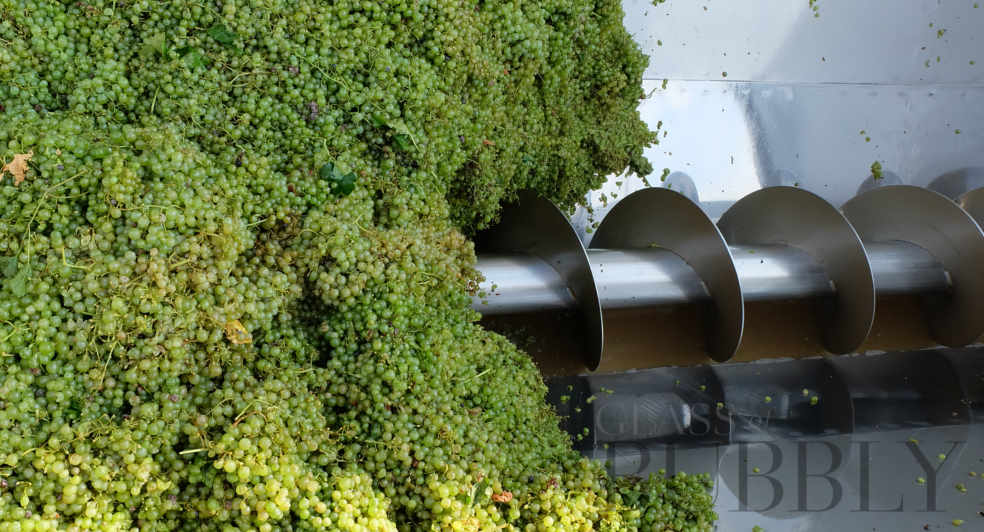 white grapes crusher prosecco doc