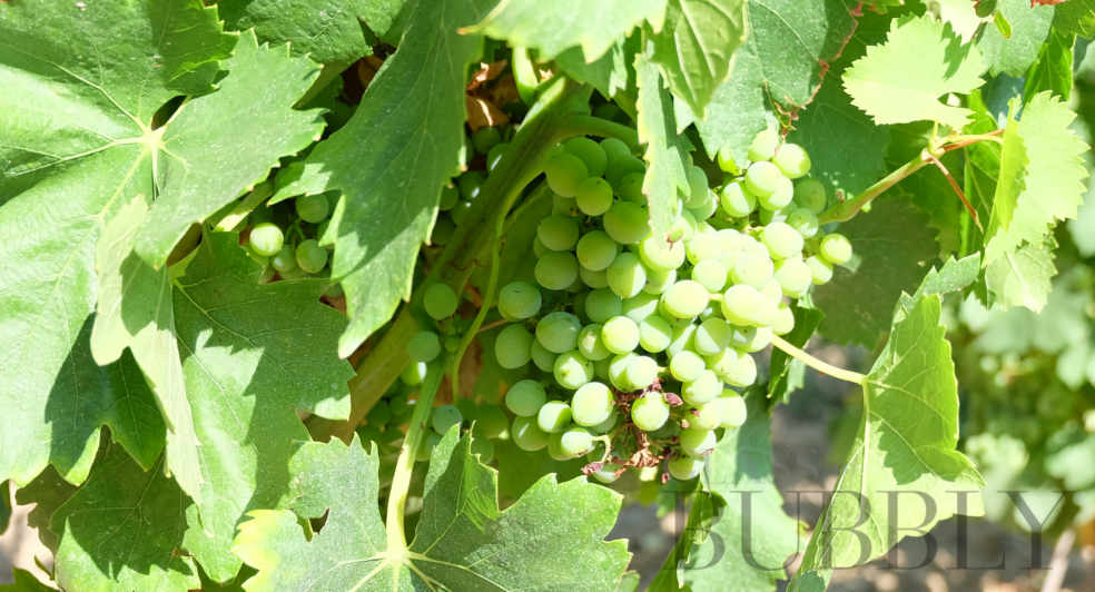 young white grapes french