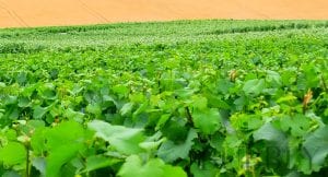 P. Louis Martin Champagne