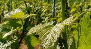 Is the Cru System a ‘Cru’cial guide to quality?