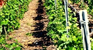 Get the Ultimate Insight into Terroir Champagne