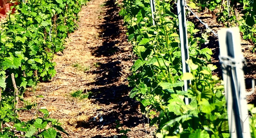 Get the Ultimate Insight into Terroir Champagne