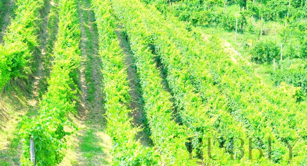 Prosecco DOC Allocates an Extra 3,000 Hectares