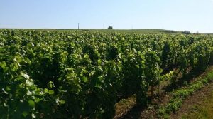 Visit Maison Champagne Georges Cartier