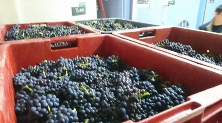 Staying with a Grower Champagne during Harvest.