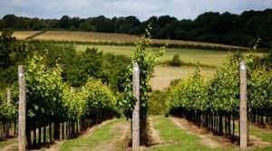 Hindleap Seyval Blanc Bluebell Vineyards