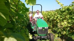 Grape picking in an English vineyard with Dedham Vale