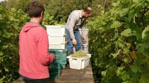 Dedham Vale Sparkling Wine