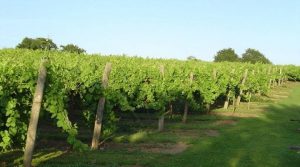 Biddenden Vineyard