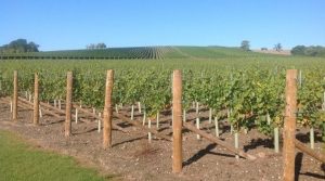 First-Ever Pinot Meunier Rosé from Exton Park
