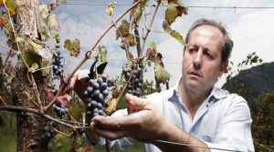 Orange Sparkling Wine - Vej Brut