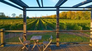 Chadsey's Cairns Canadian Sparkling Wines