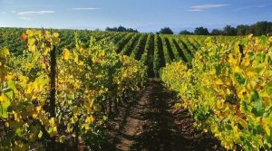 Chateau Rives-Blanques