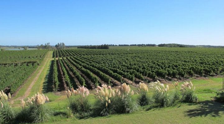 Cuvee Castelar Extra Brut from Uruguay