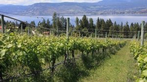 Summerhill Pyramid - Cipes Ice