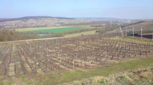 Champagne Cuchet-Cez