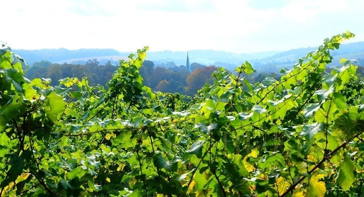 research paper on wine production from apple