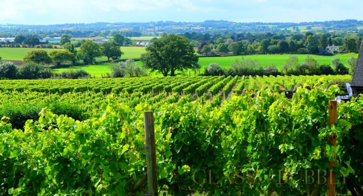 Halfpenny Green Wine Estate vines