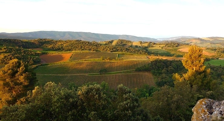 Martinolles_vineyard