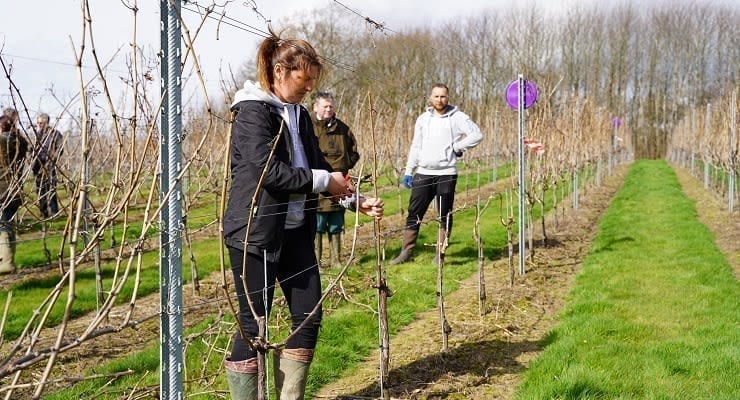 Pruning_comp_credit_Anneka_Ireland-Wolfe_featured