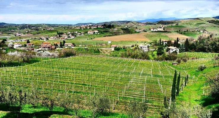 Slovenia_vineyard_view