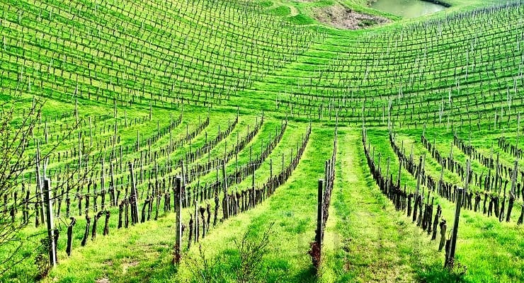Slovenian_vineyard