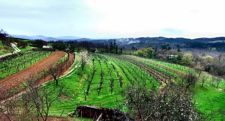Slovenian_vineyard_view