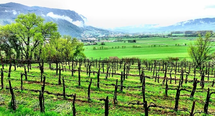 Vineyard_Slovenia