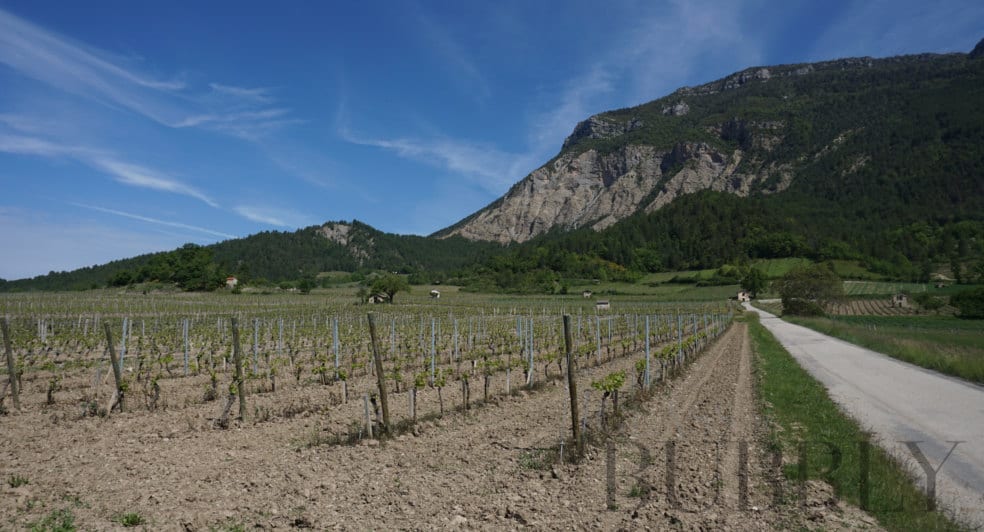 die in the drome vineyards