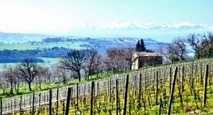 Le Marche wine region vineyards and mountains