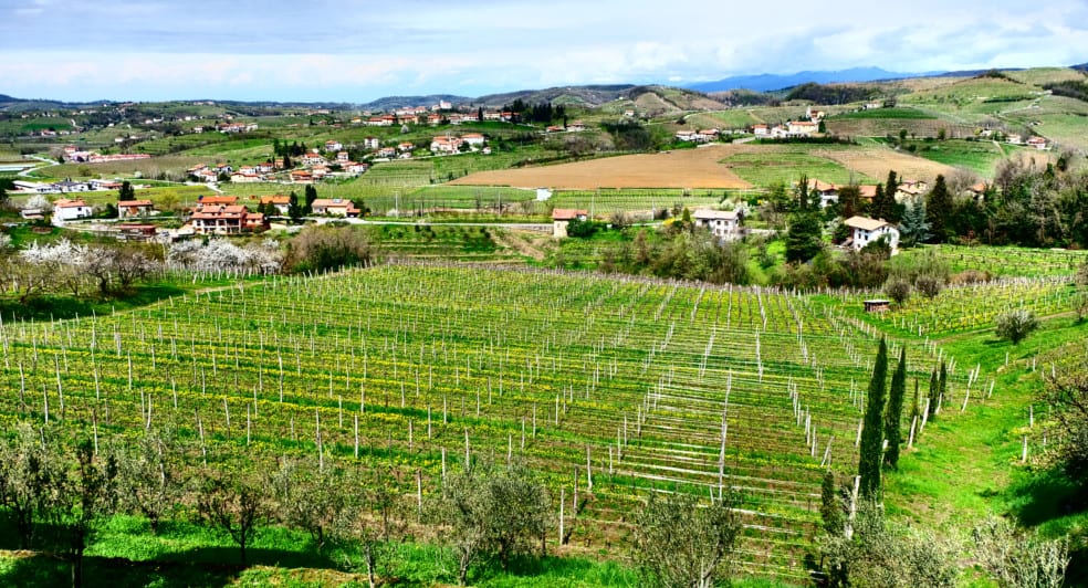 Bjana winery setting