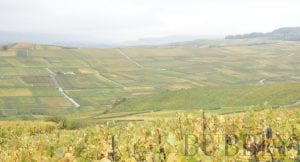 Vineyards of Ay
