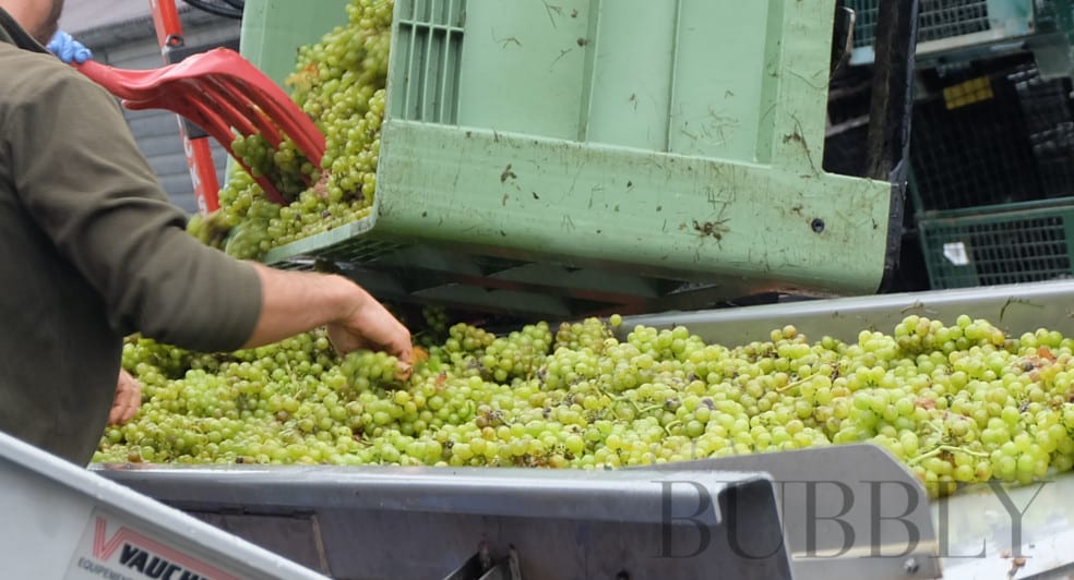 Sparkling Wine grape production