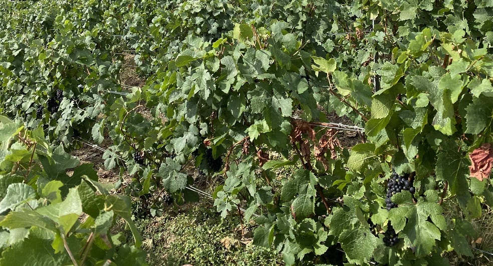 Champagne Harvest 2020 Glass Of Bubbly