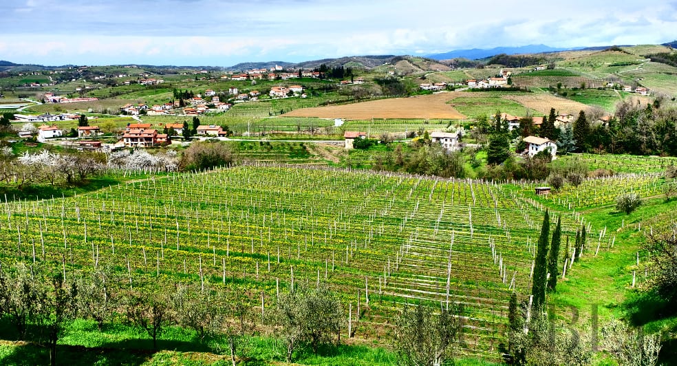 Views from Bjana Winery