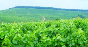 Vineyards of Roger Constant Lemaire Champagne