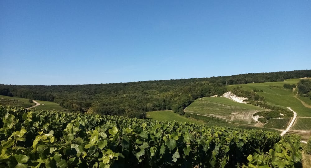 Champagne Terroir (AY)