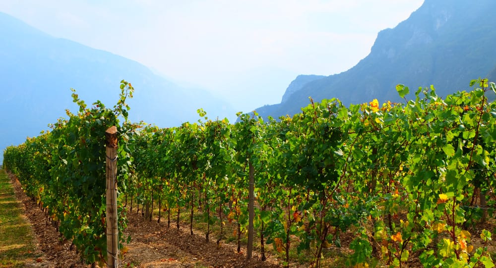 High Altitude Vineyards in the Trento DOC region