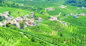The DOCG Region of Prosecco in Italy
