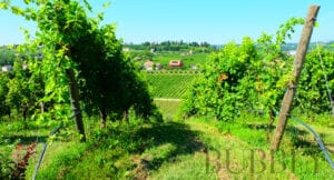 Views from L'Antica Quercia Vineyard - Prosecco Region