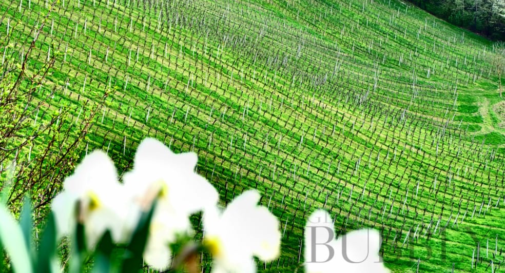 Bizeljsko Sremič Vino Graben