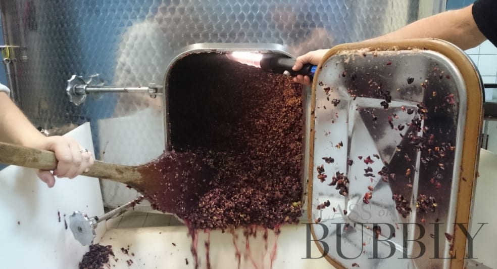 Pinot Noir Black Grape and yet White Sparkling Wine? Glass Of Bubbly