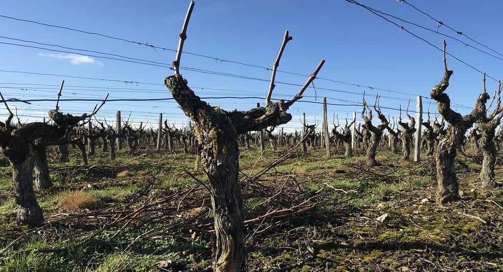 Touraine vines at the end of a cold winter