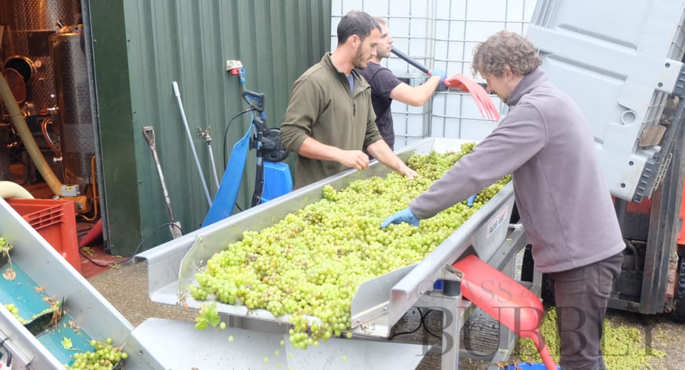 Bolney Wine Estate - Grape Harvest