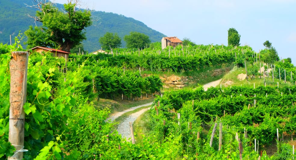 The Hills of the Cartizze Prosecco Region