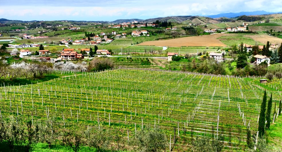 The land of Goriška Brda - Views from Bjana Winery